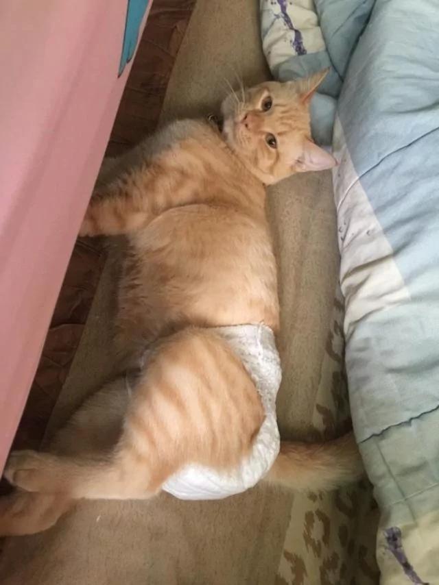 猫咪随地大小便 主人忍无可忍 想出一个办法后 获网友点赞!