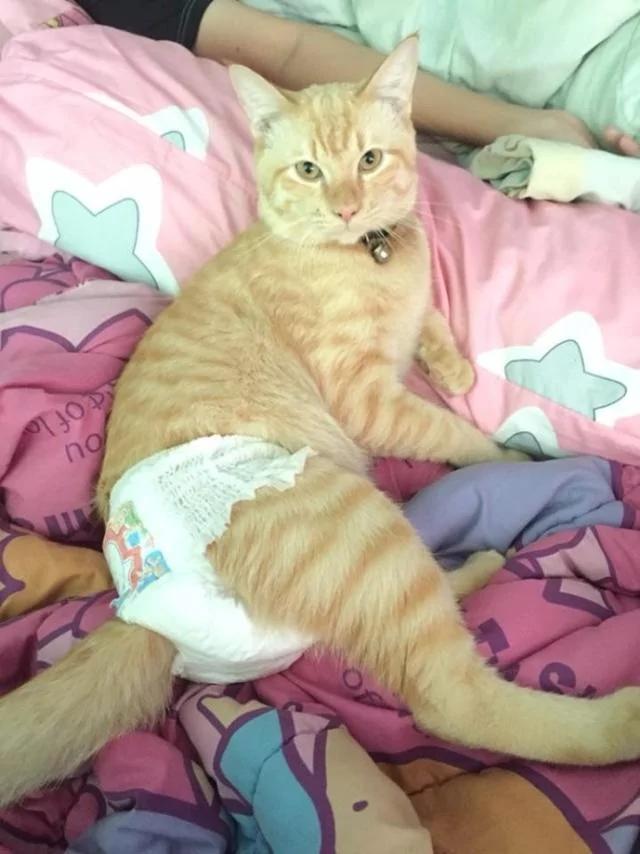 猫咪随地大小便 主人忍无可忍 想出一个办法后 获网友点赞!