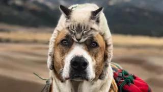 一对猫狗挚友 捕获万千网友心