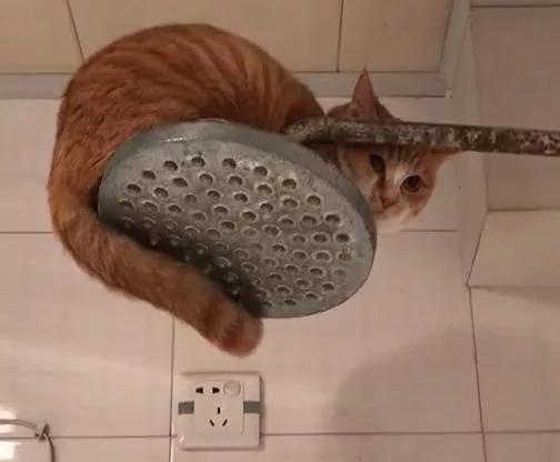 主人回家找不到猫咪 到卫生间 不经意的抬起头:你怎么上去的?