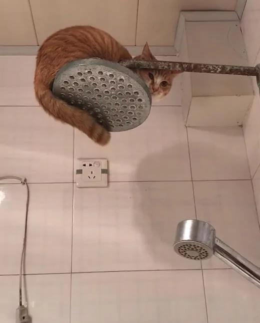 主人回家找不到猫咪 到卫生间 不经意的抬起头:你怎么上去的?