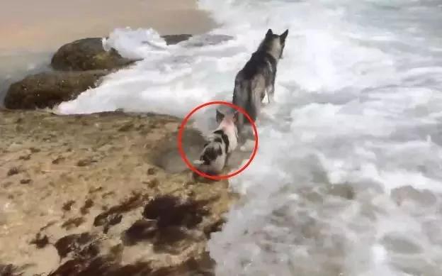 二哈带着小猪去海边玩 结果小猪被海水冲走了!