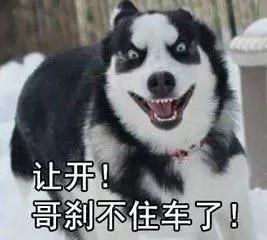 二哈带着小猪去海边玩 结果小猪被海水冲走了!
