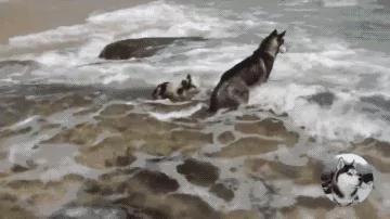 二哈带着小猪去海边玩 结果小猪被海水冲走了!