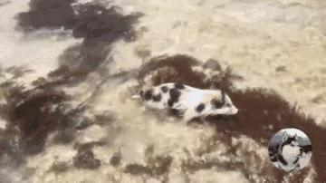 二哈带着小猪去海边玩 结果小猪被海水冲走了!