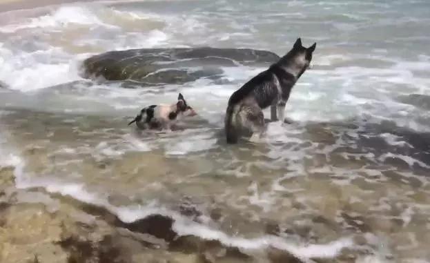 二哈带着小猪去海边玩 结果小猪被海水冲走了!