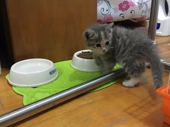 在海拔5千米的地方捡了只猫 网友:这看着像雪豹啊?