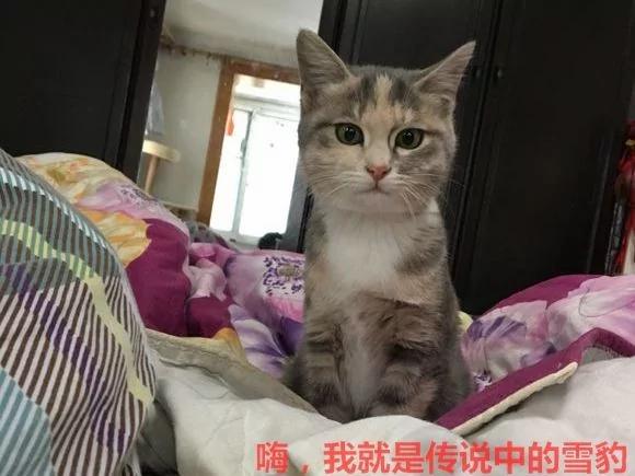 在海拔5千米的地方捡了只猫 网友:这看着像雪豹啊?