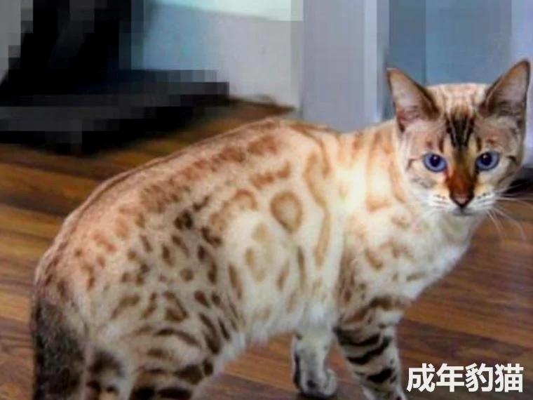 在海拔5千米的地方捡了只猫 网友:这看着像雪豹啊?