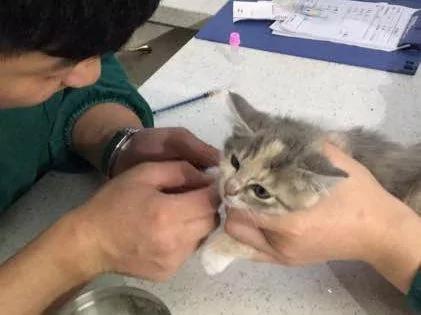 在海拔5千米的地方捡了只猫 网友:这看着像雪豹啊?