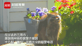美国俄州现大量"僵尸"浣熊 行为怪异 引起民众恐慌!