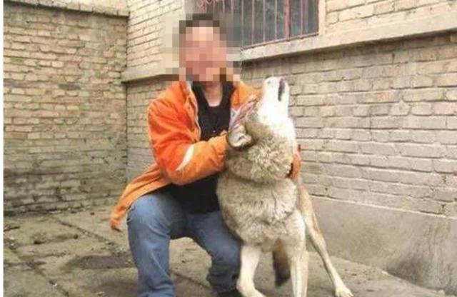 农村亲戚花200块买了只二哈 一看照片吓坏了 让他马上放走!