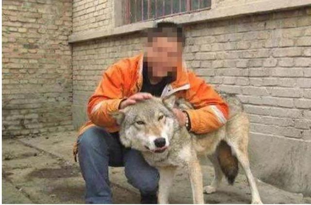 农村亲戚花200块买了只二哈 一看照片吓坏了 让他马上放走!