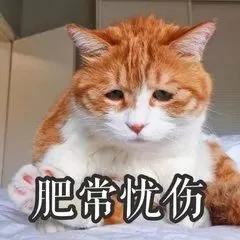 猫咪走失几天后 竟然拐回家一只羊驼!