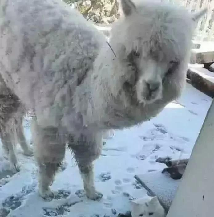 猫咪走失几天后 竟然拐回家一只羊驼!