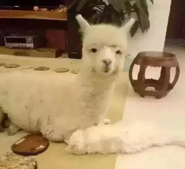 猫咪走失几天后 竟然拐回家一只羊驼!