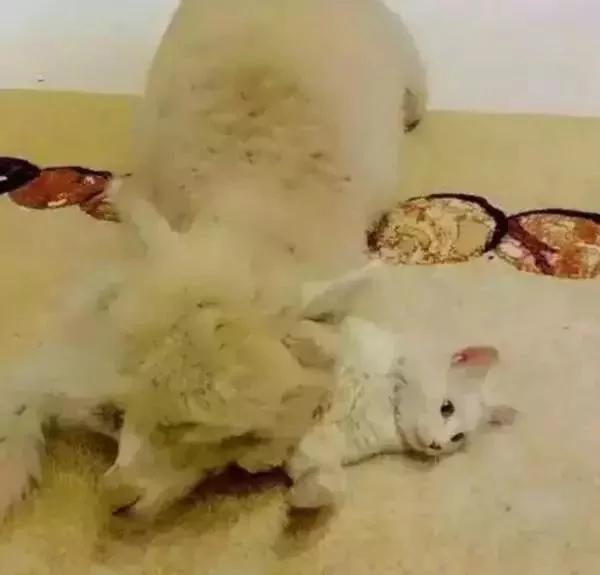 猫咪走失几天后 竟然拐回家一只羊驼!