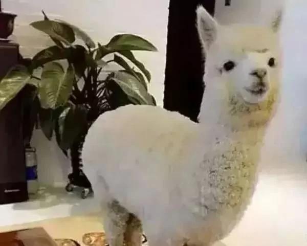 猫咪走失几天后 竟然拐回家一只羊驼!