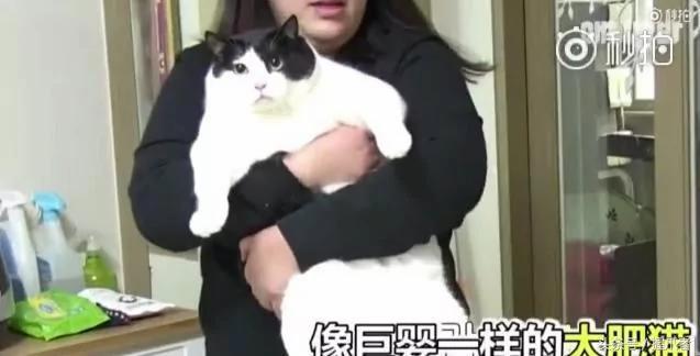 26斤肥猫像巨婴:为逼其减肥主人绞尽脑汁 跑步时居然睡着了!