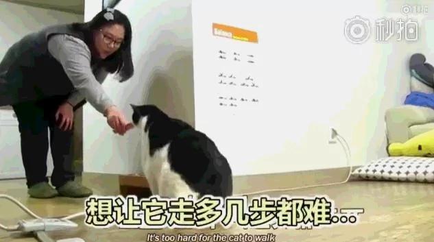 26斤肥猫像巨婴:为逼其减肥主人绞尽脑汁 跑步时居然睡着了!