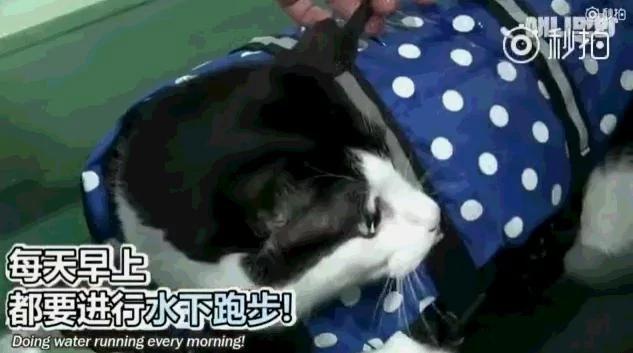 26斤肥猫像巨婴:为逼其减肥主人绞尽脑汁 跑步时居然睡着了!