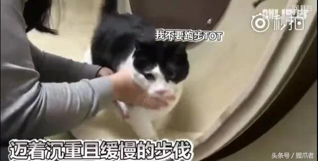 26斤肥猫像巨婴:为逼其减肥主人绞尽脑汁 跑步时居然睡着了!