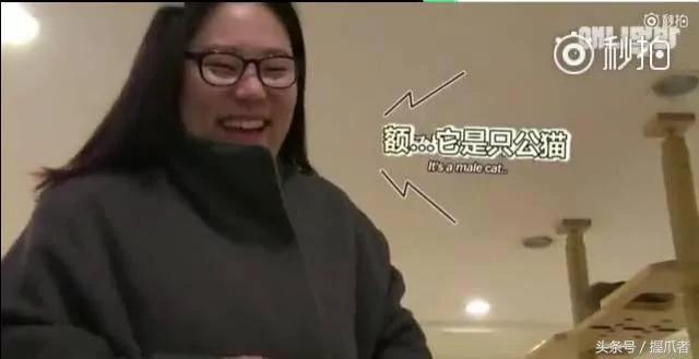 26斤肥猫像巨婴:为逼其减肥主人绞尽脑汁 跑步时居然睡着了!