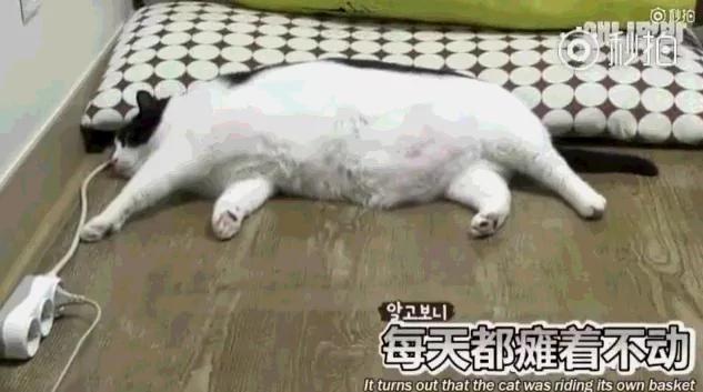26斤肥猫像巨婴:为逼其减肥主人绞尽脑汁 跑步时居然睡着了!
