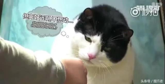 26斤肥猫像巨婴:为逼其减肥主人绞尽脑汁 跑步时居然睡着了!