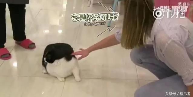 26斤肥猫像巨婴:为逼其减肥主人绞尽脑汁 跑步时居然睡着了!