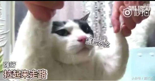 26斤肥猫像巨婴:为逼其减肥主人绞尽脑汁 跑步时居然睡着了!
