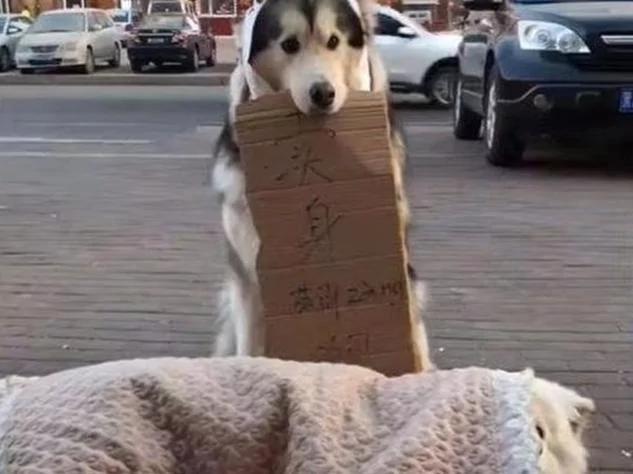 太逗了!阿拉斯加街头卖身葬萨摩耶 阿拉斯加:装死的 别动啊!