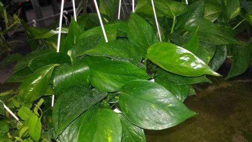 拥有一棵让你“生财”的植物 很重要喔!