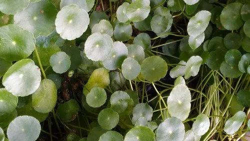 拥有一棵让你“生财”的植物 很重要喔!