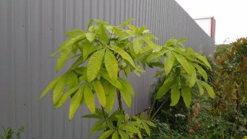 拥有一棵让你“生财”的植物 很重要喔!