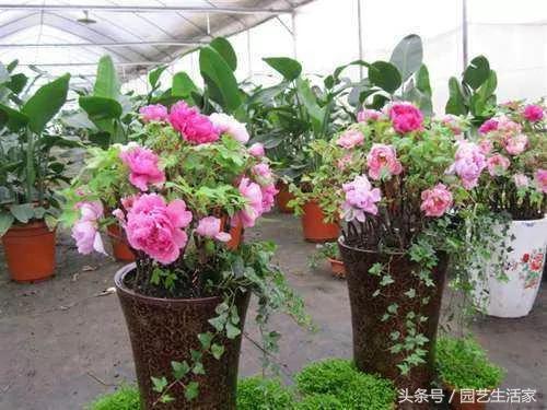养花一年 发现8个养花错误 每条都是血泪教训 大家别再犯了
