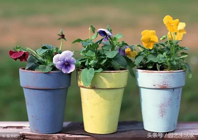 养花一年 发现8个养花错误 每条都是血泪教训 大家别再犯了