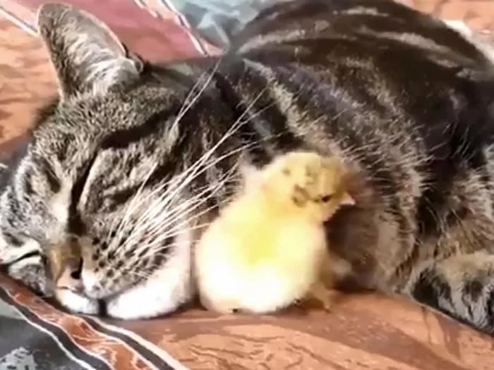 一只猫咪抚养一只小鸡 长大后你猜猜它们是什么样?