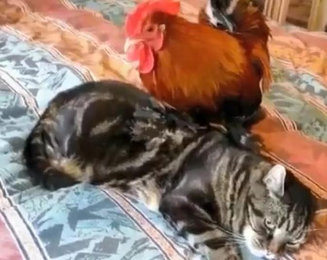 一只猫咪抚养一只小鸡 长大后你猜猜它们是什么样?