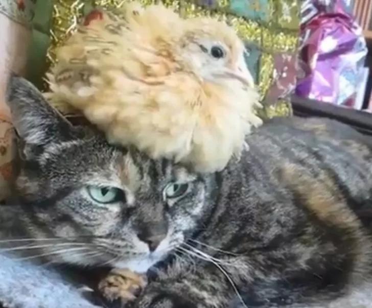 一只猫咪抚养一只小鸡 长大后你猜猜它们是什么样?