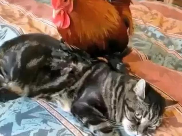 一只猫咪抚养一只小鸡 长大后你猜猜它们是什么样?