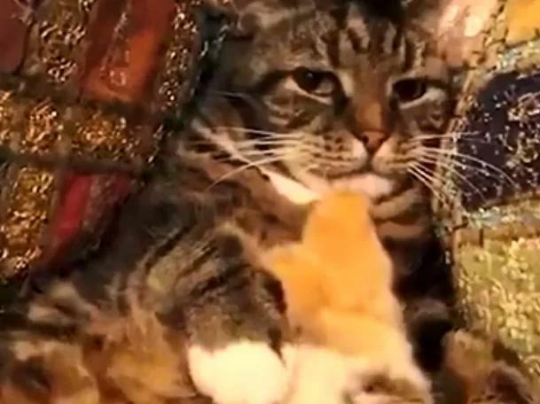 一只猫咪抚养一只小鸡 长大后你猜猜它们是什么样?