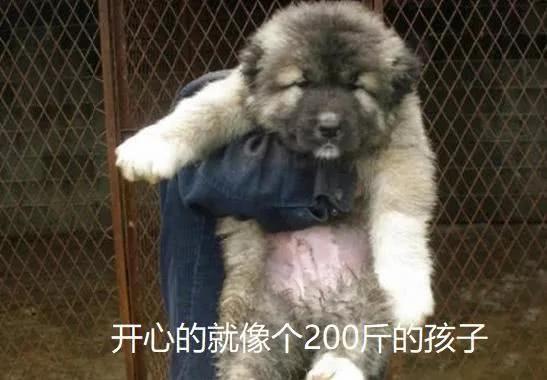 一只未成年幼犬被救后 两天就吃穷了救助中心!领养要求超简单!