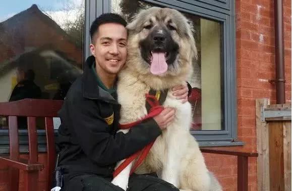 一只未成年幼犬被救后 两天就吃穷了救助中心!领养要求超简单!