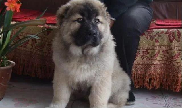 一只未成年幼犬被救后 两天就吃穷了救助中心!领养要求超简单!