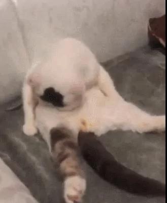 猫咪给自己舔毛 结果笑坏主人 网友:这毛的味道有点冲吧!