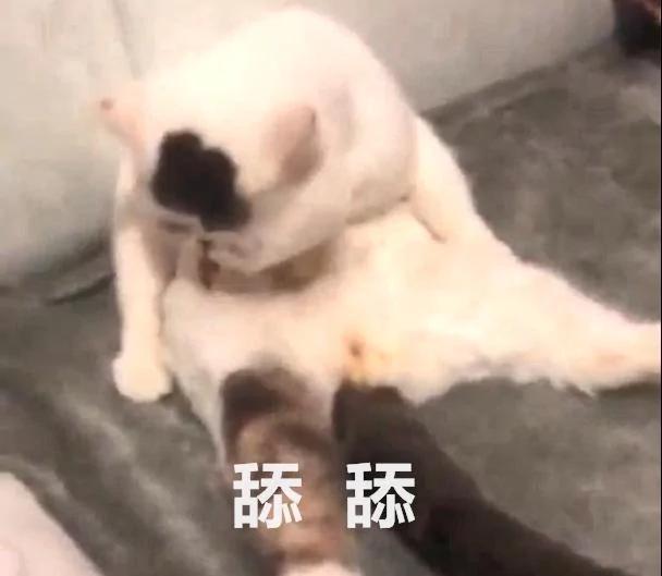 猫咪给自己舔毛 结果笑坏主人 网友:这毛的味道有点冲吧!