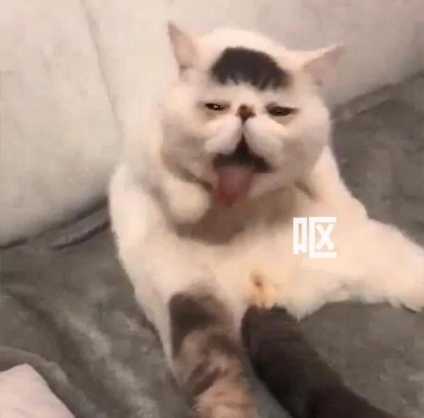 猫咪给自己舔毛 结果笑坏主人 网友:这毛的味道有点冲吧!