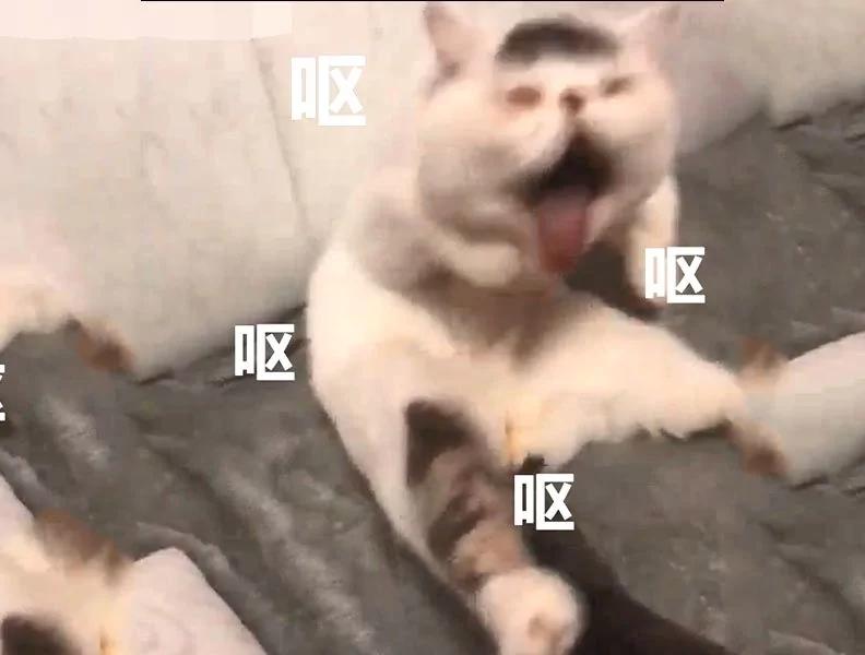 猫咪给自己舔毛 结果笑坏主人 网友:这毛的味道有点冲吧!