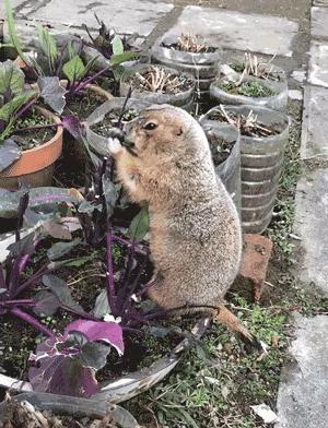 土拨鼠在乡下过着悠闲的田园生活 还和村头小土狗成了好朋友!